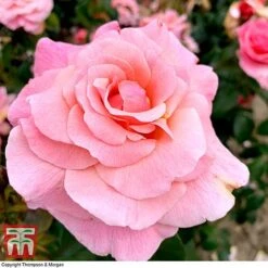 Rose 'Tinkled Pink' (Floribunda Rose) -Greenworld Zone rose tickle3