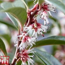 Sarcococca Hookeriana 'Winter Gem' 7 Sarcococca Hookeriana 'Winter Gem' -Greenworld Zone s3TM
