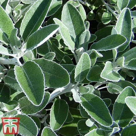 Brachyglottis 'Drysdale' 2 Brachyglottis 'Drysdale' - Image 2