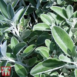 Brachyglottis 'Drysdale' 5 Brachyglottis 'Drysdale' -Greenworld Zone sene2