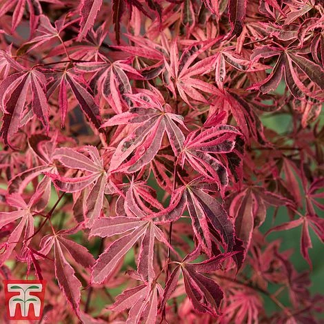 Acer Palmatum 'Shirazz' 1 Acer Palmatum 'Shirazz'