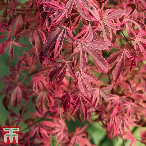 Acer Palmatum 'Shirazz' 2 Acer Palmatum 'Shirazz' - Image 2