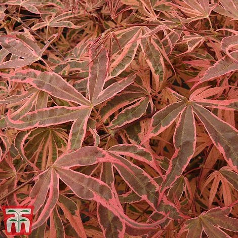 Acer Palmatum 'Shirazz' 5 Acer Palmatum 'Shirazz' - Image 5