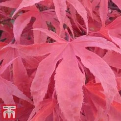 Acer Palmatum 'Shirazz' 13 Acer Palmatum 'Shirazz' -Greenworld Zone shirazz7