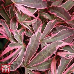 Acer Palmatum 'Shirazz' 14 Acer Palmatum 'Shirazz' -Greenworld Zone shirazz8