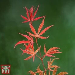 Acer Palmatum 'Shirazz' 15 Acer Palmatum 'Shirazz' -Greenworld Zone shirraz3