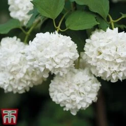 Viburnum Duo -Greenworld Zone snow4