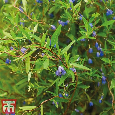 Sollya Heterophylla 1 Sollya Heterophylla