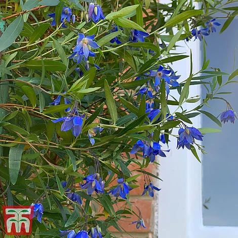 Sollya Heterophylla 'Ultra Blue' 2 Sollya Heterophylla 'Ultra Blue' - Image 2