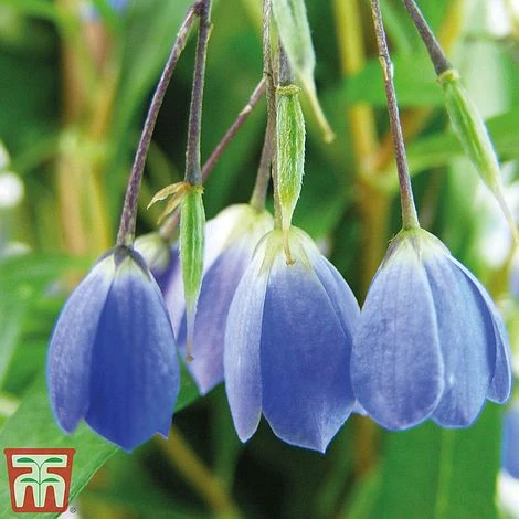 Sollya Heterophylla 2 Sollya Heterophylla - Image 2