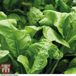 New Products -Greenworld Zone spin perp