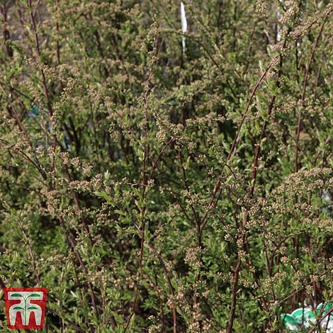 Spiraea Cinerea 'Graciosa' 2 Spiraea Cinerea 'Graciosa' - Image 2