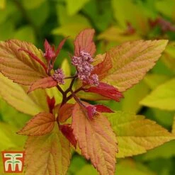 Spiraea Betulifolia 'Pink Sparkler' 6 Spiraea Betulifolia 'Pink Sparkler' -Greenworld Zone spir pi