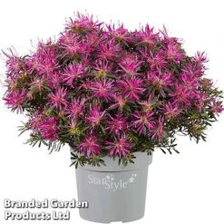 Azalea 'Starstyle Lilac' -Greenworld Zone starlilac
