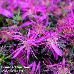 Azalea 'Starstyle Lilac' -Greenworld Zone starlilac3