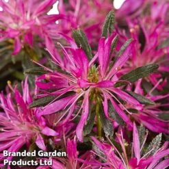 Azalea 'Starstyle Lilac' -Greenworld Zone starlilac4