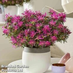 Azalea 'Starstyle Lilac' -Greenworld Zone starlilac5