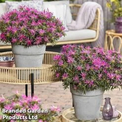 Azalea 'Starstyle Lilac' -Greenworld Zone starlilac7