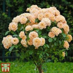 Rose 'Sweetie' (Patio Rose Standard) -Greenworld Zone sweet21