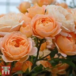 Rose 'Sweetie' (Patio Rose Standard) -Greenworld Zone sweet3