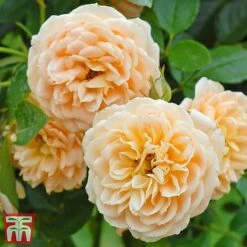 Rose 'Sweetie' (Patio Rose Standard) -Greenworld Zone sweet31