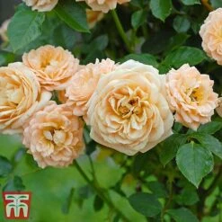 Rose 'Sweetie' (Patio Rose Standard) -Greenworld Zone sweet4