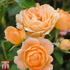 Rose 'Sweetie' (Patio Rose Standard) -Greenworld Zone sweet5