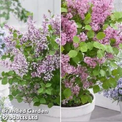 Syringa Flowerfesta® Duo -Greenworld Zone syri duo3