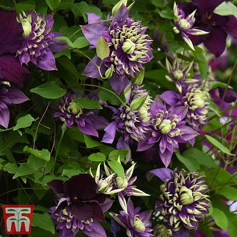 Clematis Florida 'Taiga' 8 Clematis Florida 'Taiga' - Image 8