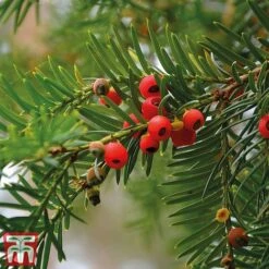 Taxus Baccata -Greenworld Zone taxu baca5