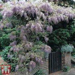 Wisteria Sinensis -Greenworld Zone tmw
