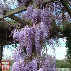 Wisteria Sinensis -Greenworld Zone tmw2