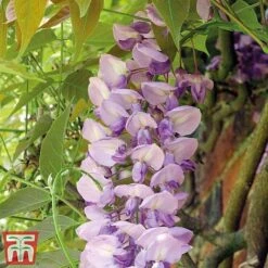 Wisteria Sinensis -Greenworld Zone tmw3