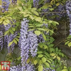 Wisteria Sinensis -Greenworld Zone tmw6