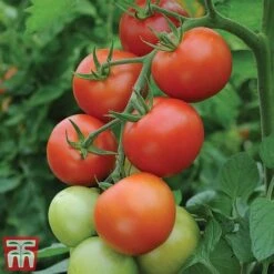 Tomato Gardeners Favourite Collection (Grafted) -Greenworld Zone toma gard2