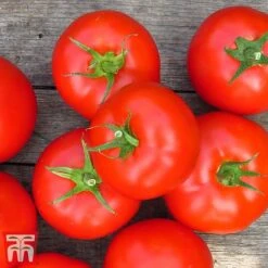 Tomato Gardeners Favourite Collection (Grafted) -Greenworld Zone toma gard3