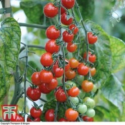 Tomato Trio Collection -Greenworld Zone tomato sweet611