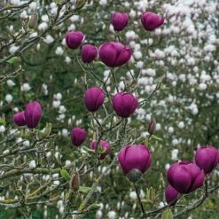 Magnolia 'Black Tulip' -Greenworld Zone tulip 22