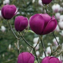 Magnolia 'Black Tulip' -Greenworld Zone tulip3