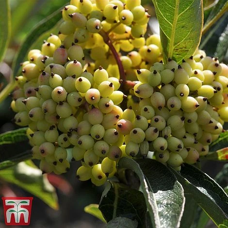 Viburnum Nudum 'Brandywine' 2 Viburnum Nudum 'Brandywine' - Image 2