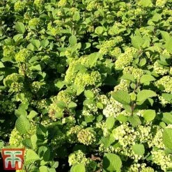 Viburnum Plicatum F. Tomentosum -Greenworld Zone vibu granno