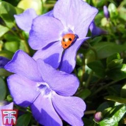 Vinca Minor 'Illumination' -Greenworld Zone vinca