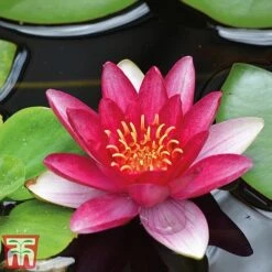 Water Lily Trio With A Pond Basket -Greenworld Zone water red4