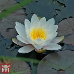 Water Lily White With A Pond Basket -Greenworld Zone water white22