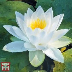 Water Lily White With A Pond Basket -Greenworld Zone water white3