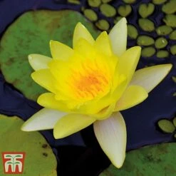 Water Lily Trio With A Pond Basket -Greenworld Zone water yellow3