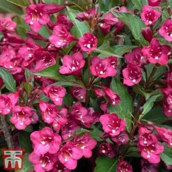 Weigela 'Towers Of Flowers'&reg; Duo -Greenworld Zone weig ch2