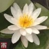 Water Lily White With A Pond Basket
