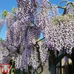 Wisteria Sinensis 'Prolific' -Greenworld Zone wist2