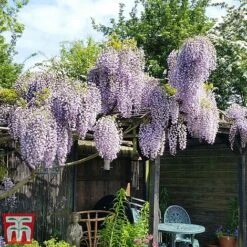 Wisteria Sinensis 'Prolific' -Greenworld Zone wist3